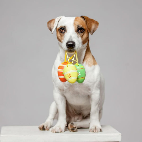 An Easter Hunt for Dogs.