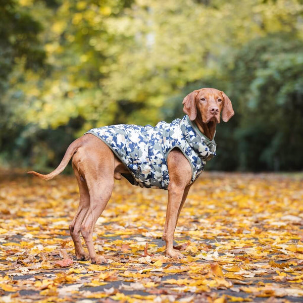 A dog wearing a Snoot Style Winter Dog Coat.