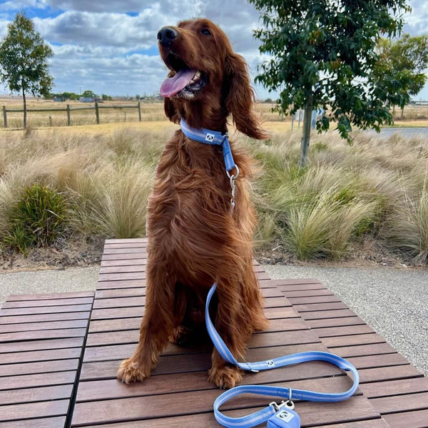 How Much Exercise Does My Dog Need?