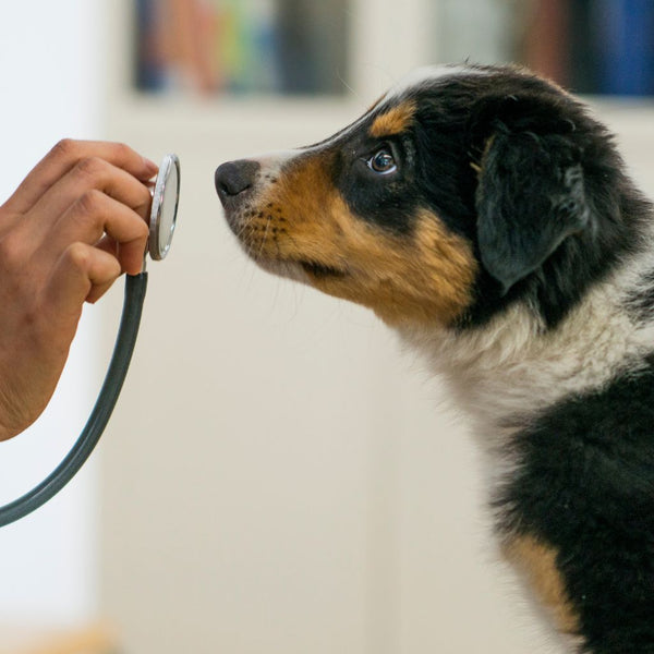 A dog visiting the vet talking about the importance of pet insurance.