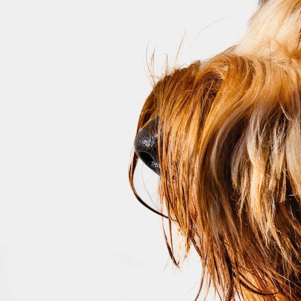 A cropped in photo of a dog's nose