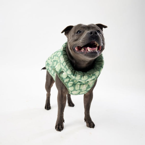 Dog Puffer Jacket for Medium Dogs.