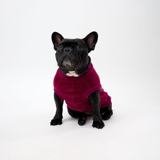 French Bulldog wearing a maroon fleece dog coat on a white background