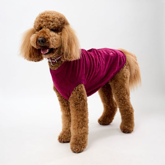 Standard Poodle wearing a maroon fleece dog coat on a white background