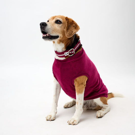 Medium dog wearing a berry fleece dog coat on a white background