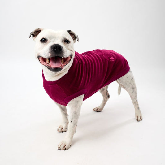 Staffy wearing a maroon fleece dog coat on a white background