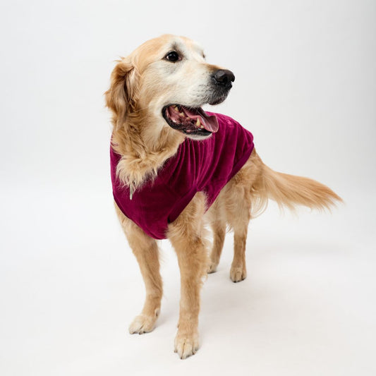 Golden Retriever wearing a maroon fleece dog coat on a white background