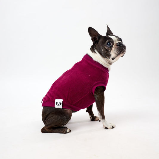 Small dog wearing a fleece dog coat on a white background