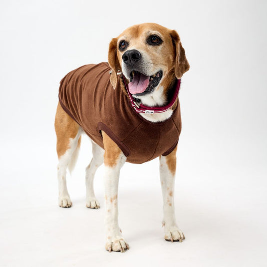 Dog wearing a brown dog coat on a white background