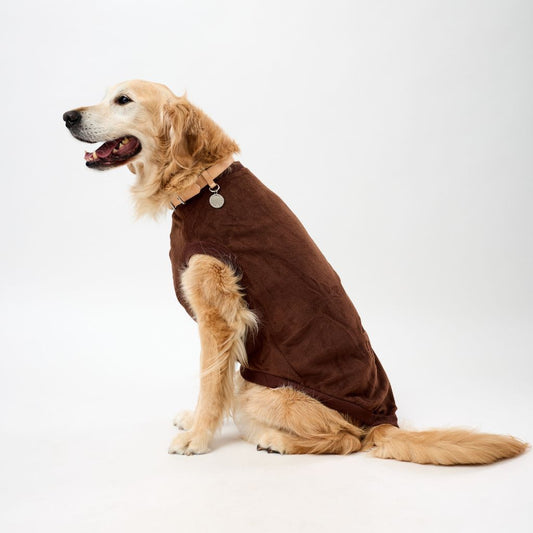 Golden Retriever wearing a brown dog coat sitting on a white background