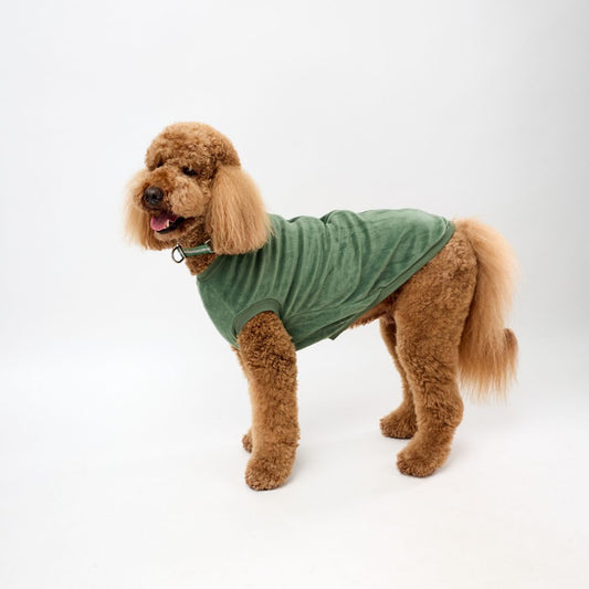 Standard Poodle wearing a green fleece dog coat on a white background