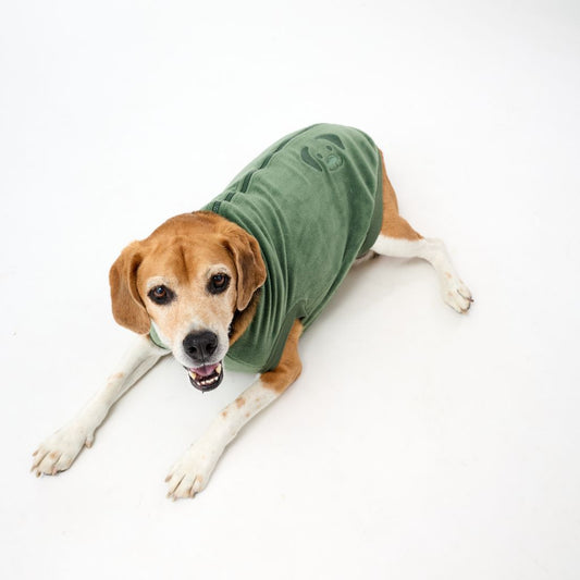Medium sized dog wearing a green fleece dog coat on a white background