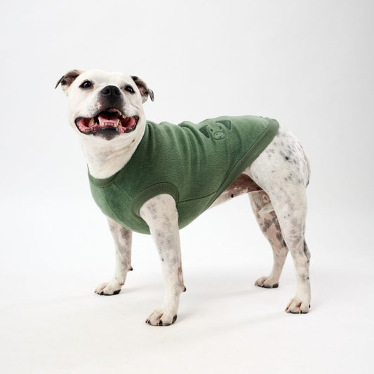 Staffy wearing a green fleece dog coat on a white background