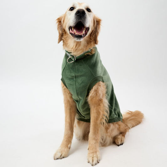 Large dog wearing a green fleece dog coat on a white background