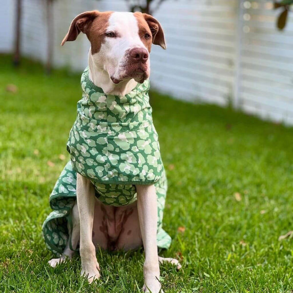Snoot Style Dog Raincoat Large Dog