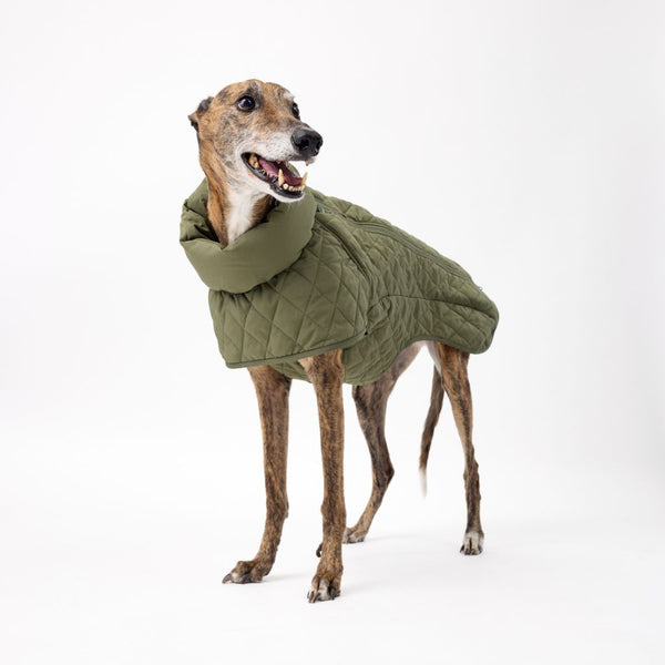 Winter Dog Coat for Greyhounds Snoot Style