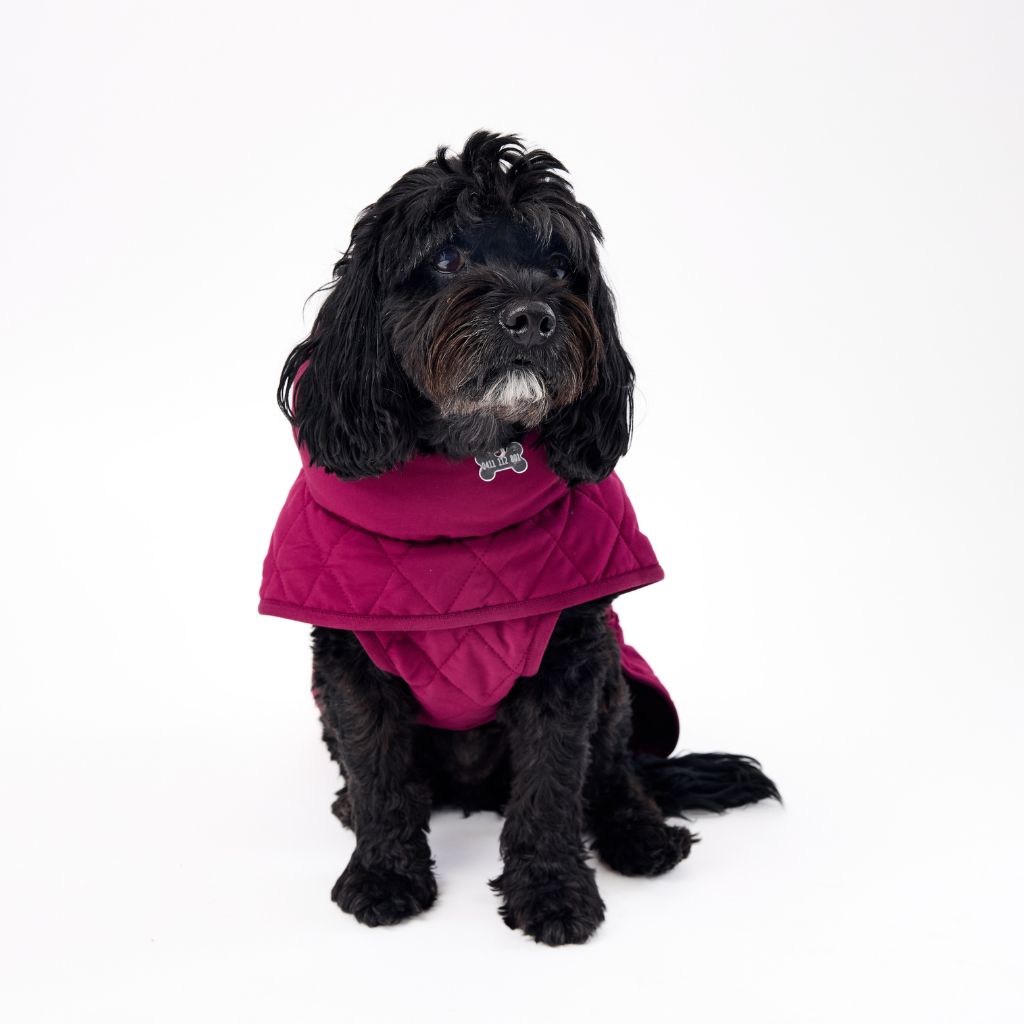 Warm Winter Dog Coat for Cavoodles Snoot Style