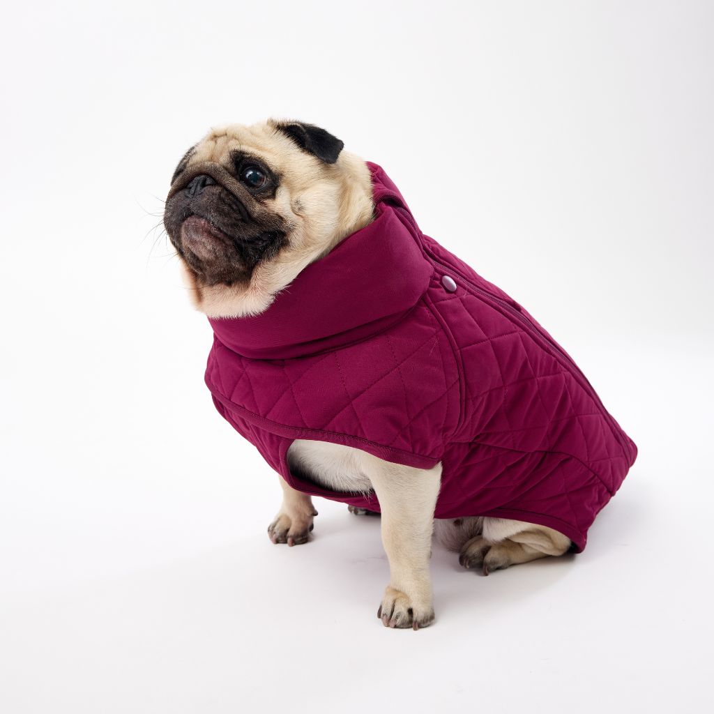 Quilted Winter Dog Coat for Small Dogs Snoot Style