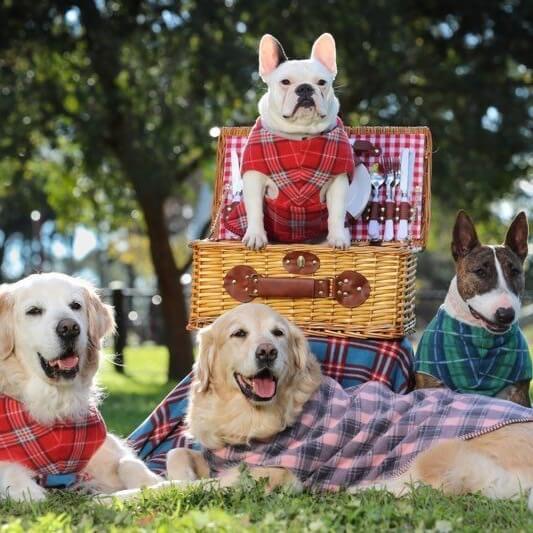 Three dogs wearing check fleece coats at the park.