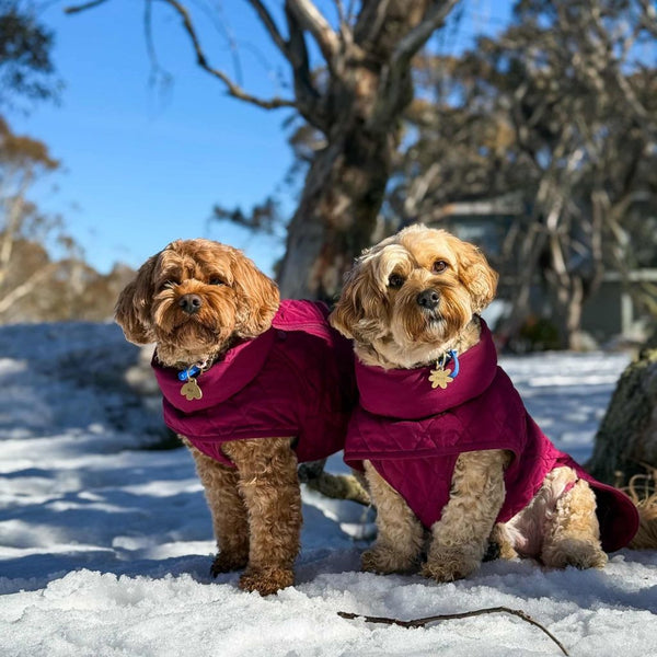 2 dogs in the snow wearing quilted coats from Snoot Style