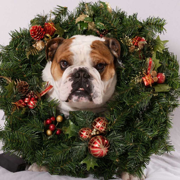 Festive treats for dogs.