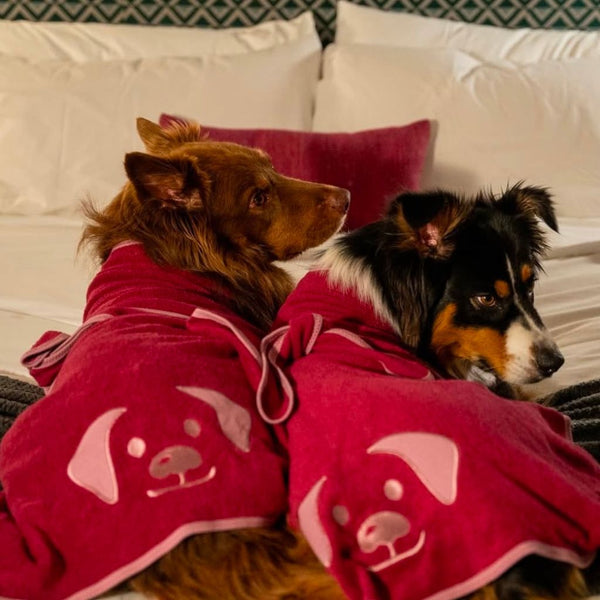 Snoot Style Dog Friendly Hotel.