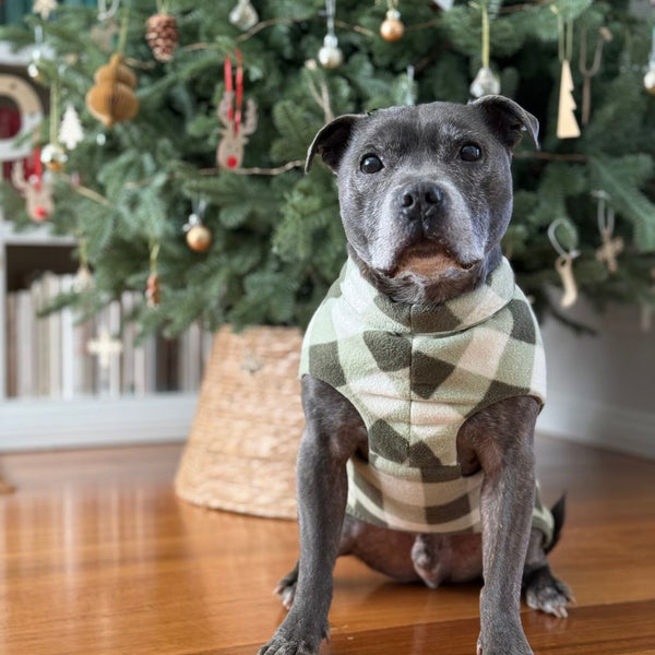 A dog sitting by a Christmas tree wearing a Snoot Style fleece dog coat.