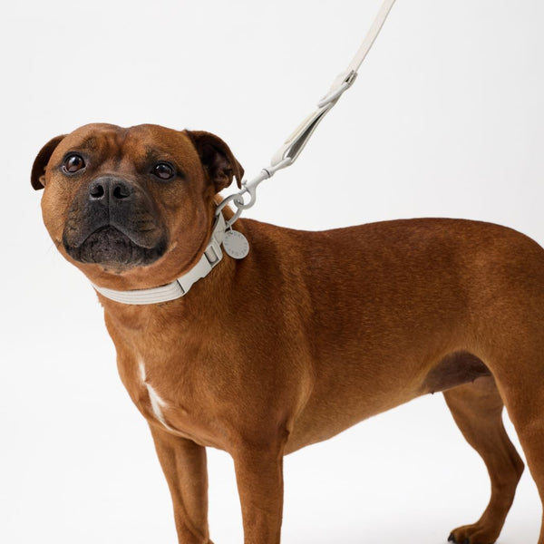 Matching beige dog collar and lead set Snoot Style