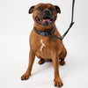 Adjustable dog collar set for large dogs Snoot Style.