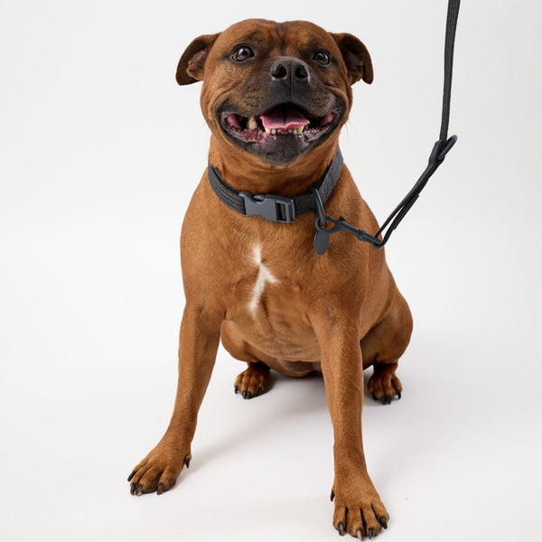 Adjustable dog collar set for large dogs Snoot Style.