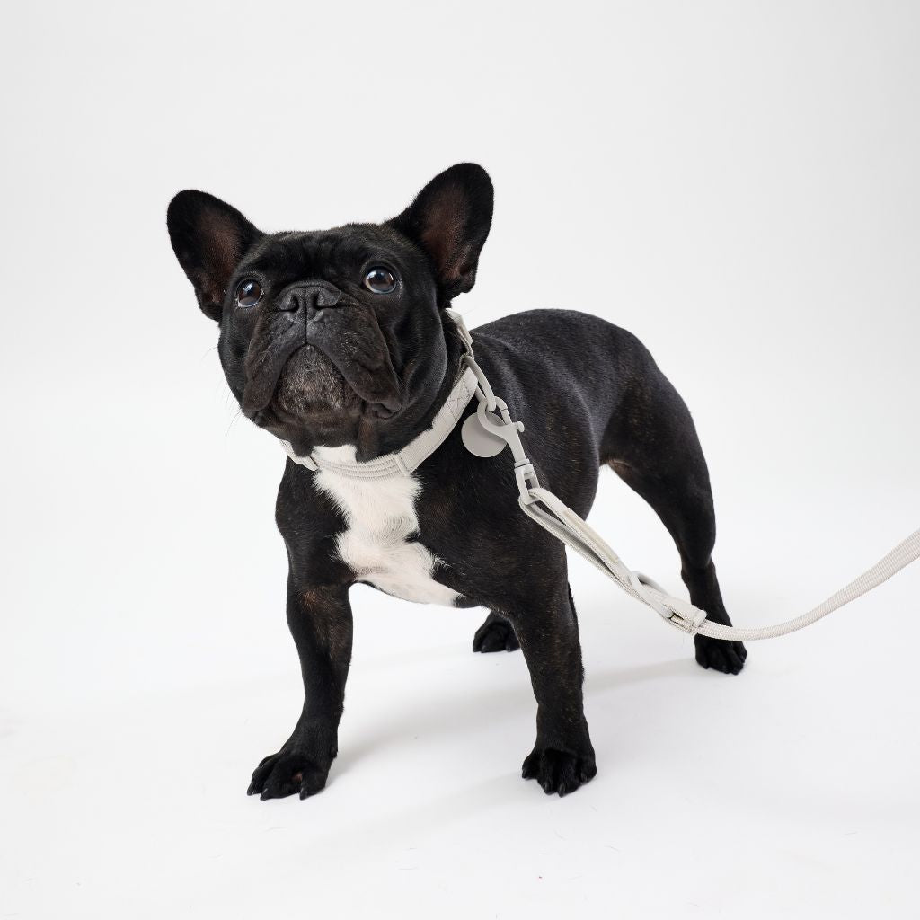 Matching beige dog collar and lead for small dogs Snoot Style