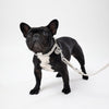 Matching beige dog collar and lead for small dogs Snoot Style
