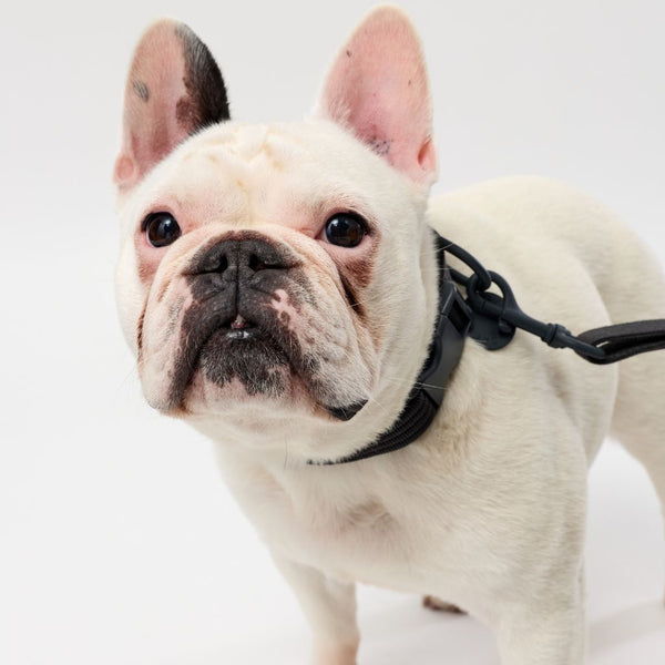 Stylish black adjustable dog collar and lead set Snoot Style