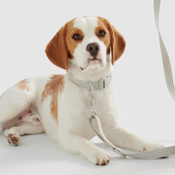 Dog wearing a recycled dog collar Snoot Style.