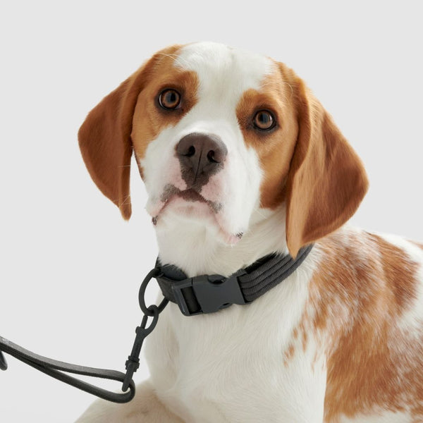 Dog wearing a lightweight recycled dog collar Snoot Style.