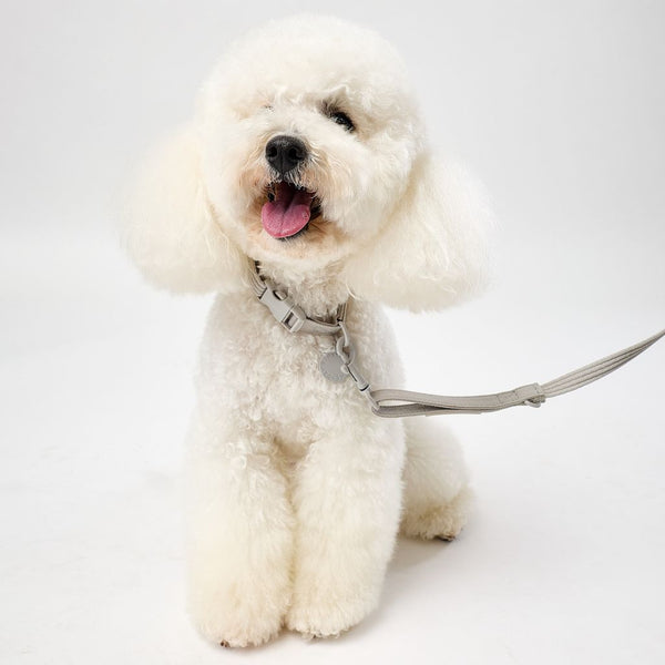 Toy Poodle size matching dog collar and lead Snoot Style.