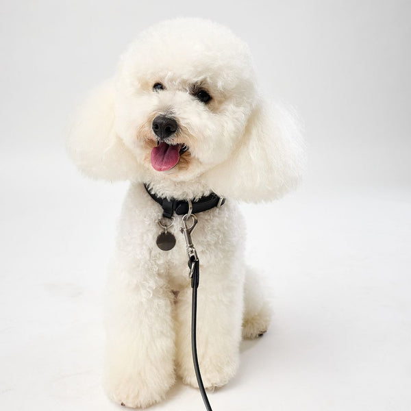 Small dog collar with matching lead set Snoot Style