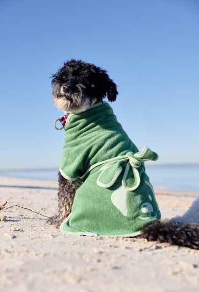 A small black dog sitting on a sandy beach wearing a green towel robe tied around its body, with the blue sky and water in the background.