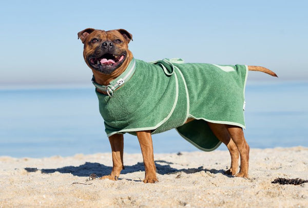 A brown dog standing on a sandy beach wearing a green dog towel robe, with the ocean and blue sky in the background.