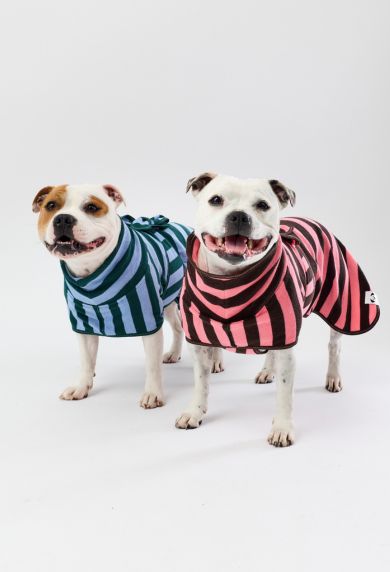 Two white dogs wearing colourful striped dog towel robes.