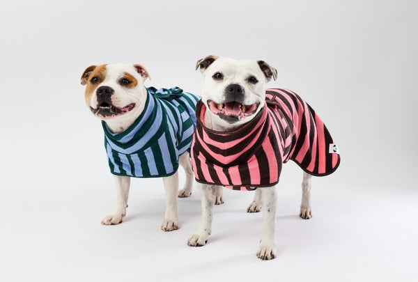 Two dogs wearing striped dog towel robes.