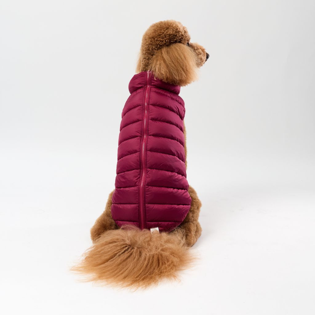 Dog wearing a maroon puffer vest on a white background