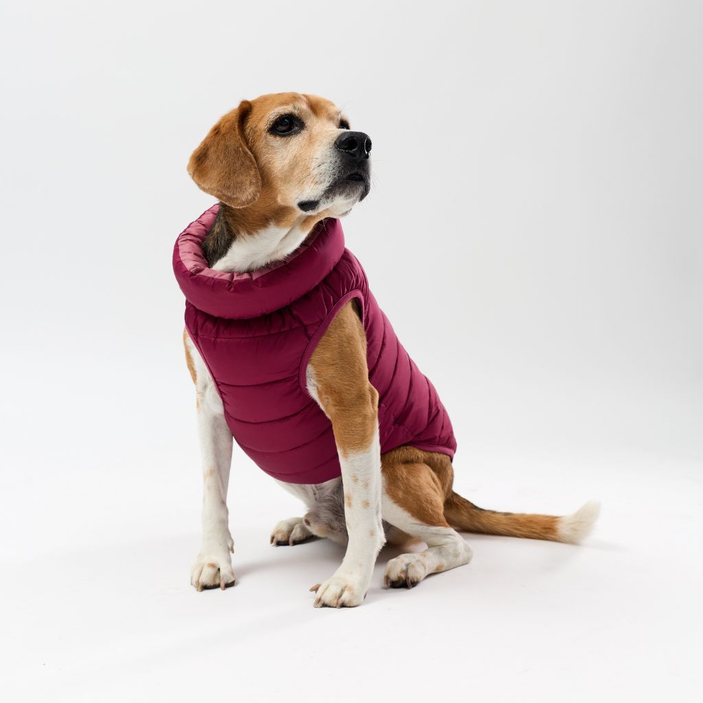 Dog wearing a maroon puffer vest on a white background