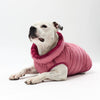 Dog wearing a pink winter coat on a white background