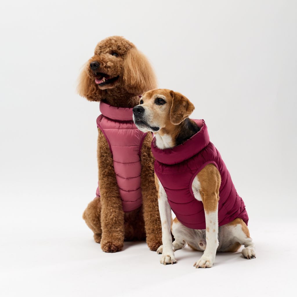 Two dogs wearing pink puffer vests on a white background