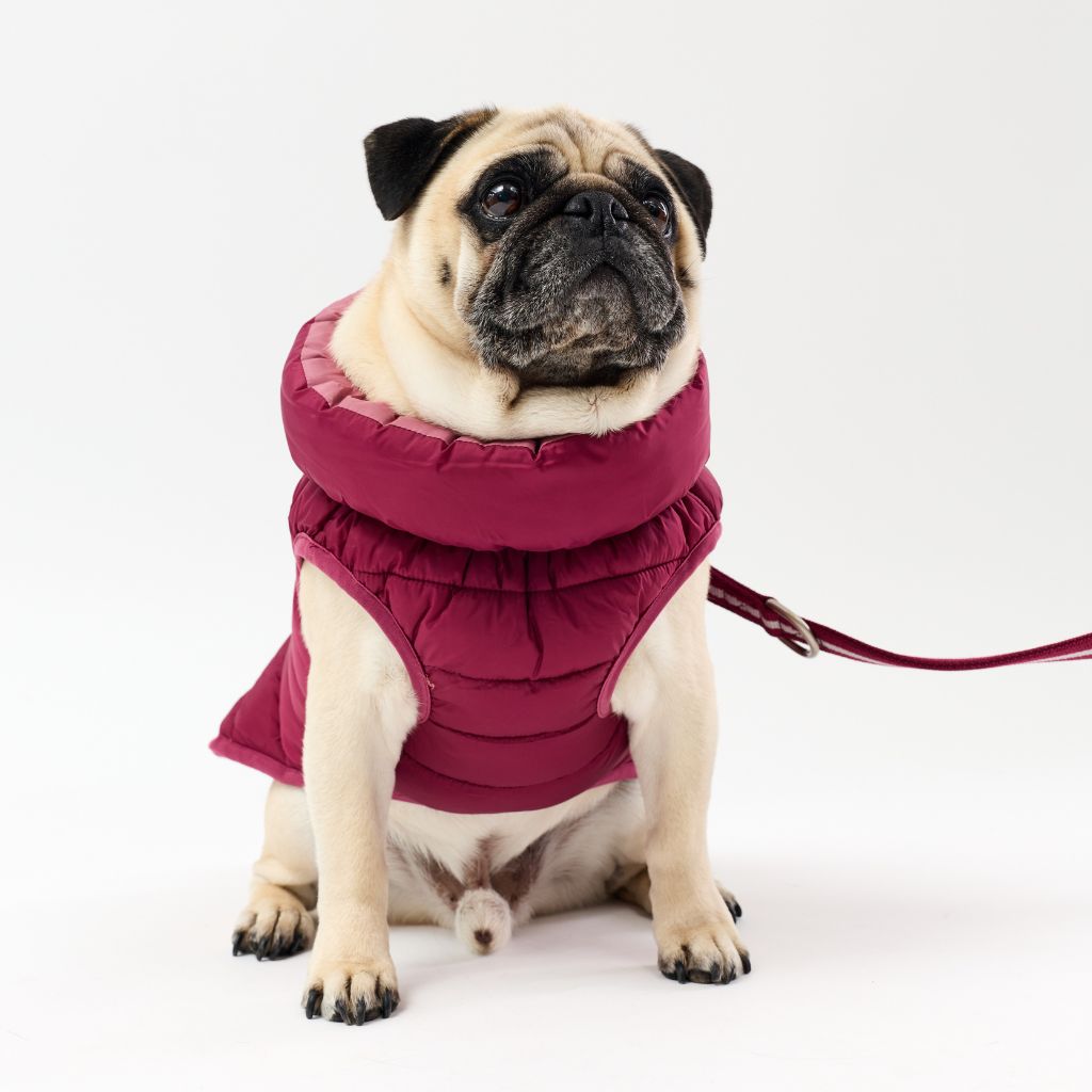 Pug wearing a winter dog coat on a white background