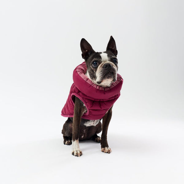 Dog wearing a maroon puffer coat on a white background