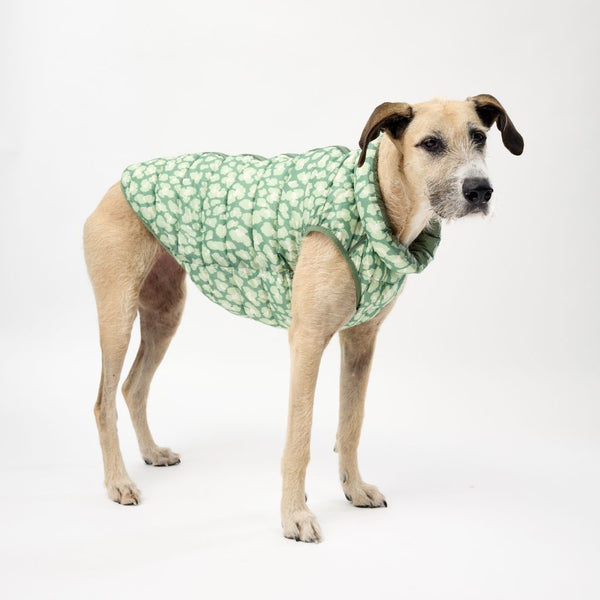 Snoot Style Dog Puffer Jacket for Greyhounds.