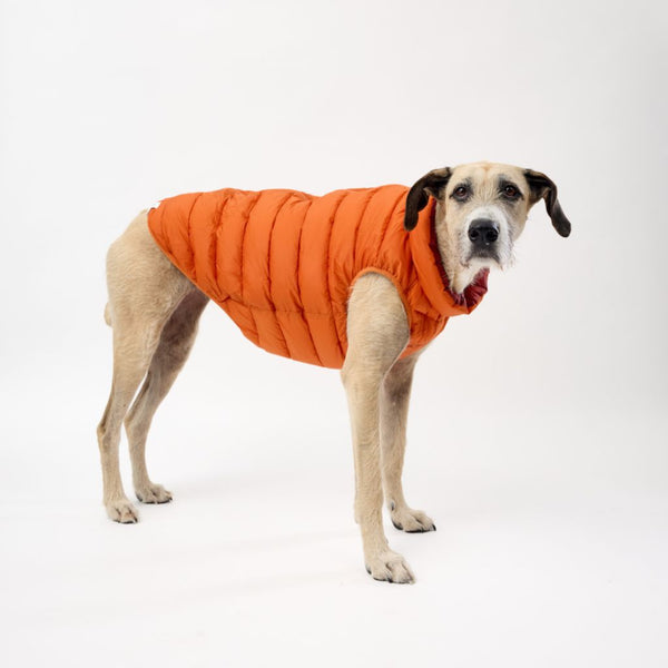Dog Puffer Jacket for Greyhounds from Snoot Style.
