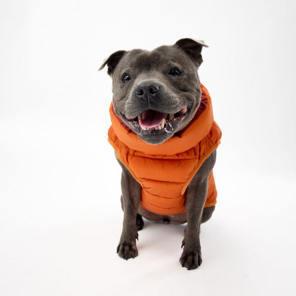 Snoot Style Medium Dog Puffer Jacket.